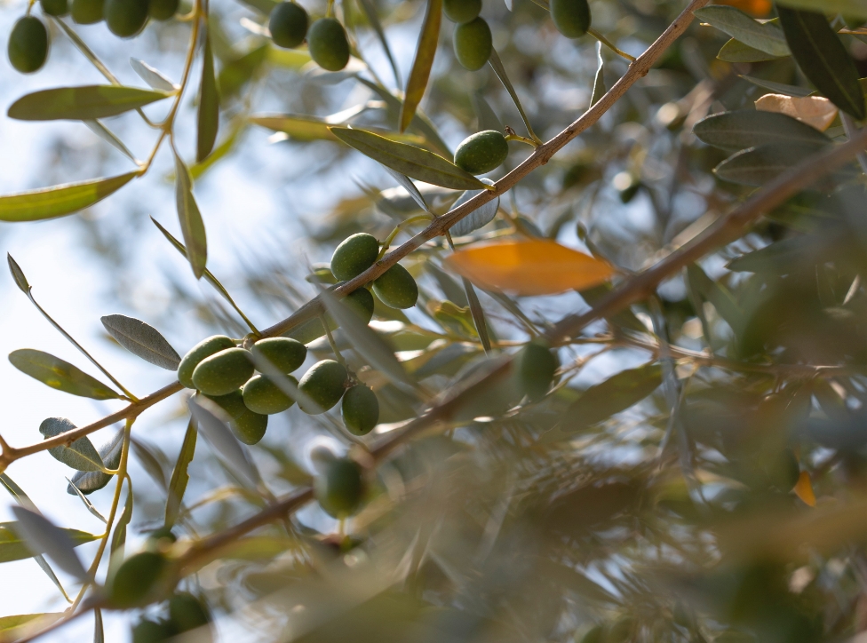 L’huile d’olive a été l’étincelle de départ, vite suivie par des produits complémentaires tels vinaigres fins, sauces, pâtes…